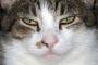 猫の品種と性格って同じなの？【再】