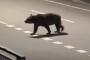『クマ殺すな！どこで判断したんだ？』新聞配達員が食い殺された福島町に抗議電話相次ぐ