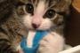 【ねこ画像】カメラ目線、洗濯機の上にいっぱい ほか【再】