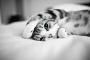 【ねこ画像】ごろごろねこ、びっくりねこ ほか【再】