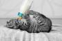 【ねこ画像】ミルクをのむ【再】