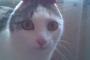 【ねこ画像】うさ・・・、柵とこねこ ほか【再】