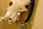 ものすごい体勢の猫【再】