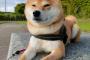 柴犬←かわいいです、賢いです、忠誠心あります←こいつ