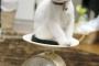 こねこの体重測定【再】