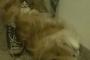 【ねこ画像】大型犬といっしょ、タビーさん ほか【再】