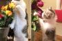 【ねこ画像】花に興味？、袋に入るねこ ほか【再】