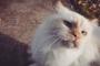 【ねこ画像】しろねこ、シャムねこ ほか【再】