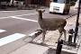 【動画】奈良の鹿さん。おんj民より賢い可能性が急浮上←