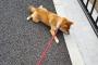 柴犬「言う事聞きません」←こいつを飼う理由