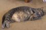 【ねこ科画像】まるまるねこ、隠れ家 ほか【再】