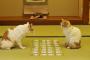 【画像】 ねことかるた【再】