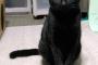 僕たち黒猫は優しいのです。