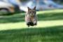 【画像】こんな勢いで猫に飛びつかれたいｗｗｗ