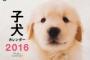 朝犬に顔を舐め回されて起きたら部屋の中を6匹の子犬が歩き回ってた