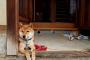 英紙「日本で、柴犬が垣根に引っ掛かる」【海外反応】