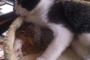 このリス、わざわざ猫に会いに来るのです。
