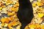 【画像】紅葉の絨毯とにゃんこ