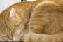 父の葬式で1週間留守にした事がある。世話は同居人に頼んだ。猫の様子を尋ねて電話したら・・・