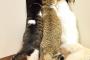 【画像あり】猫の好奇心の強さは異常ｗｗｗｗｗｗなるなるｗｗｗ