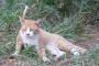 今日野良の猫を拾ってきた。その猫がくつろぎすぎなんだがｗｗｗｗｗ