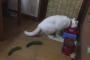 猫の後ろにキュウリを置くととんでもない事になるｗｗｗｗ驚きすぎだろｗｗｗｗ