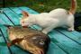 【画像】この猫、魚にすりすりして幸せそう過ぎるなｗｗｗ