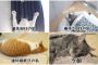3連休が終わって絶望してる人も多いと思いますが、ここで連休中と連休明けの猫ちゃんの様子を見てみましょう