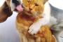 【画像】犬と、猫、(￣(工)￣)♥♥(￣(工)￣)超仲良し～!!