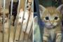 動物愛護団体「犬猫を殺処分するな！」→ 改正動物愛護法施行後、保健所が引き取り拒否可能に→ 愛護団体にペットの持ち込みが急増「飼い主は最後まで責任を持ってほしい」