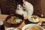 日本食デートを楽しむ猫たちが海外で話題に（海外の反応）