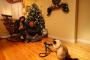 【メリークリスマス】『クリスマスのお祝にネコが写真撮ってやるにゃ。』