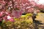 河津桜行ってきた　ツーリングに行きたくなる画像・写真が集まるスレ