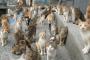 エサ不足で支援を訴えた日本の猫島にキャットフードが殺到（海外の反応）