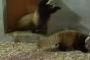 【動画】レッサーパンダの攻撃がかわいすぎるｗｗｗ【パンダアターック！！】