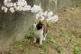 【画像】 猫の花見