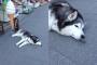 犬『俺はやるぜ　そのうちうやるぜ』