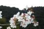 桜の写真撮ってきたから評価してくれ
