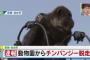 【チンパン脱走】仙台・八木山動物園から脱走したチンパンジー無事保護に成功！