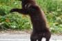 【悲報】黒猫の撮影難しすぎワロタｗｗｗｗどうすればかっこよくなるのｗｗｗｗ
