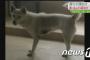 【韓国の反応】日本の羽田空港「犬たちの疾走」4匹が乱入して滑走路麻痺