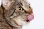 猫舌が恐れる料理で打線組んだ