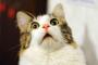 うちの猫の階段のおり方が…！