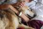 田舎で犬を飼っていたが、都会に引っ越すために田舎に犬を置いていった。時々、ドロドロになった犬が田舎からやってきて・・・