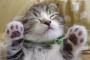 【画像あり】ダウン症の猫の顔・・・・