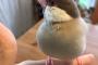 鳥ってこんなに潰れるのか？？？？？？？！！！！！！