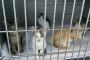 よく「猫ペットショップで買わないで保健所から引き取って里親になれ」っていうけど、保健所に猫がいないんだが…