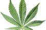 【悲報】大麻、やはり超有害だったｗｗｗｗｗｗｗ