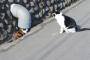 猫「チャーリー、転送を頼む」