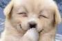 【gif画像】シュールなgif画像ｗｗｗｗｗｗｗｗｗ